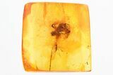 Huge Partial Ant Fossil and Dark-Winged Fungus Gnat In Baltic Amber #325469-1